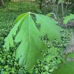 Quercus alba Blad