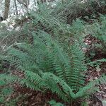 Polystichum setiferum Habitat