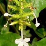 Plumbago zeylanica Blüte