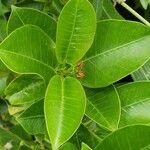 Leonurus quinquelobatus Hoja
