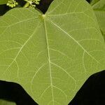 Jatropha curcas 葉