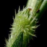 Zornia latifolia Froito