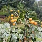 Clausena lansium Fruit