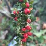 Cotoneaster horizontalis Frukt