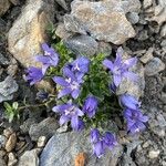 Campanula cenisia Lorea