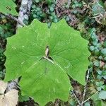 Achlys triphylla Leaf