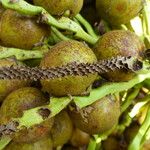 Acrocomia aculeata Fruto