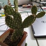 Opuntia maxima Yaprak