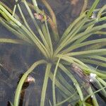 Isoetes setacea Leaf