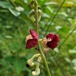 Macroptilium lathyroides Flower