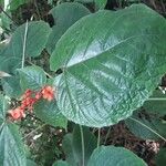 Clerodendrum speciosissimum Hoja