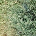 Aeluropus littoralis Plante entière