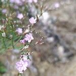 Limonium echioides Квітка
