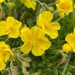 Helianthemum oelandicum ফুল