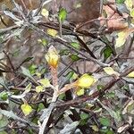 Corokia cotoneaster পাতা