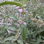 Sphaeralcea angustifolia Flor