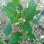 Solanum physalifolium Liść