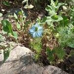 Nigella damascena花