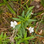 Gratiola officinalis Blatt