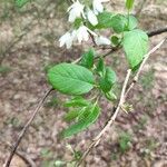 Halesia diptera Foglia