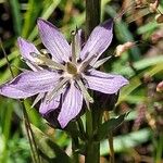 Swertia perennis Flor