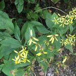 Senecio ovatus Flower