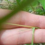 Bothriochloa bladhii 樹皮