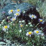 Erigeron elegantulus Habitat