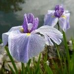 Iris ensata Цветок