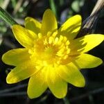 Ranunculus californicus Blüte