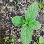 Lippia alba Foglia