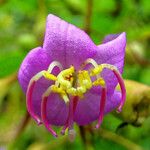 Dinophora spenneroides Lorea