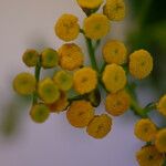 Tanacetum vulgare Flower