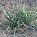 Yucca necopina موطن