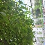 Acer carpinifolium Likasa
