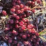 Sedum andegavense 葉
