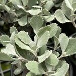 Kalanchoe pumila Hoja