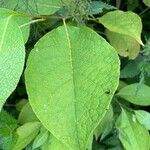 Pterostyrax hispidus Folla