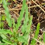 Monsonia angustifolia Leaf