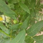 Juglans californica Blomst