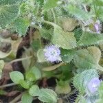 Veronica hederifolia Flower