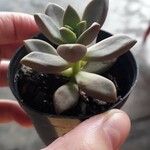 Pachyphytum kimnachii Leaf