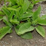 Symphytum caucasicum Leaf