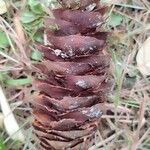 Pseudotsuga macrocarpa Meyve