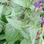 Salvia nemorosa Leaf