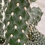 Cylindropuntia fulgida Casca