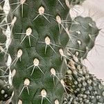 Cylindropuntia fulgida кора