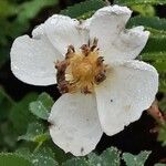 Rosa spinosissima Λουλούδι