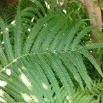 Dryopteris fragrans Листок