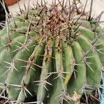 Echinocactus platyacanthus Plod